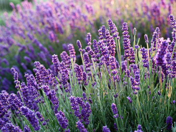 Bright purple lavender in low maintenance yard