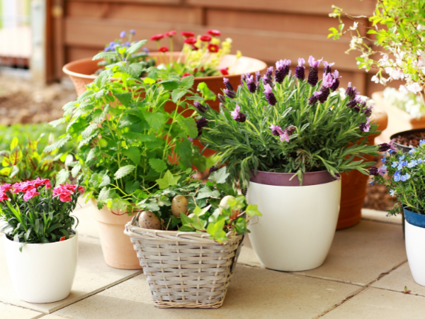 Collection of pot plants and bright flowers