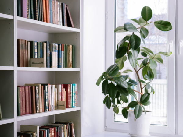 Indoor plant on the window sill next to a bookshelf