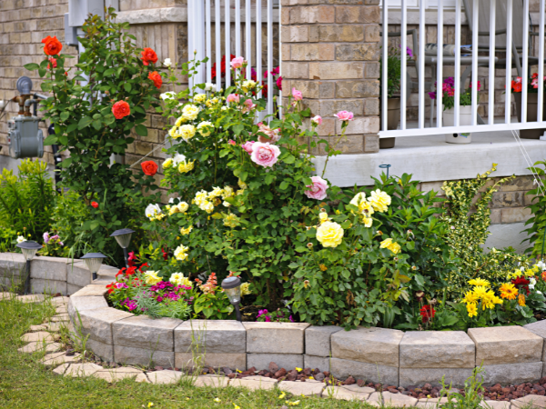 colourful garden in spring with roses