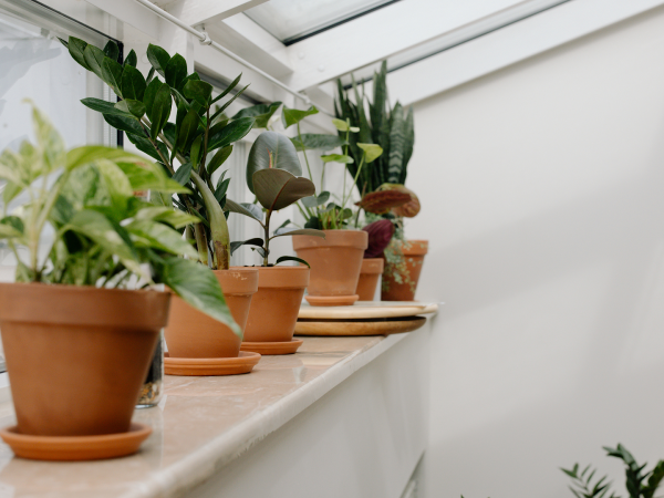 indoor plants in pots near window