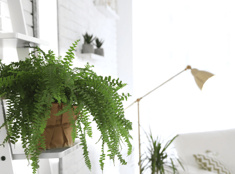 Fern pot plant in living room