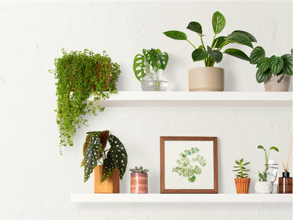 floating shelves with multiple pot plants and small decor items