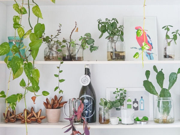 decorated plant shelf