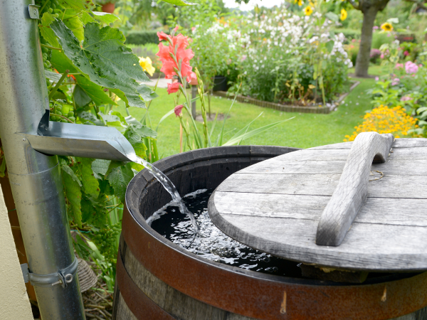 rain water being captured into wine barrel