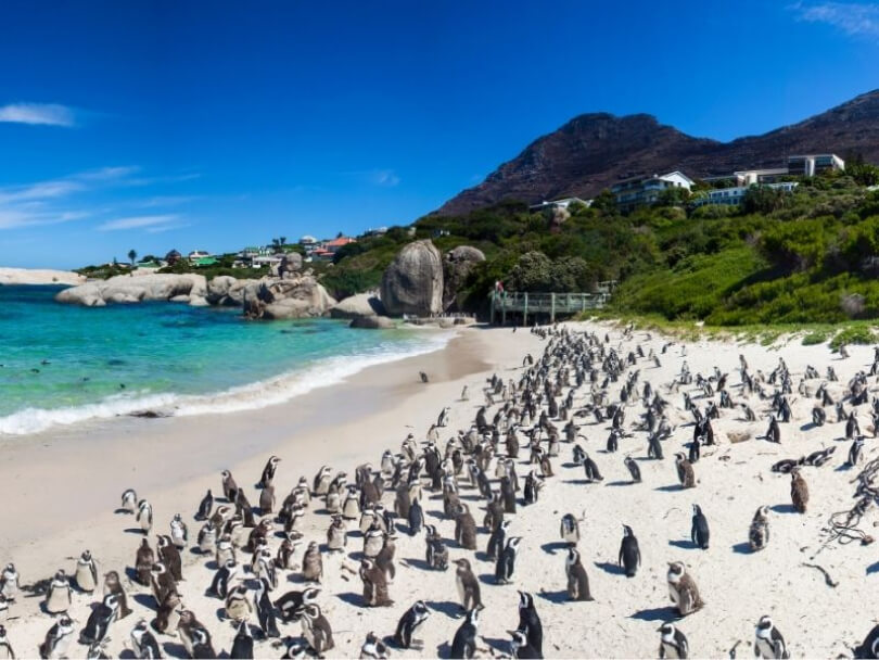 waddle of penguins gathered together on beach
